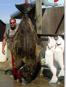 The Best Alaska Halibut Fishing in The World